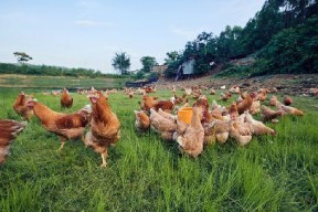 国产插鸡,创新科技引领农业现代化新篇章